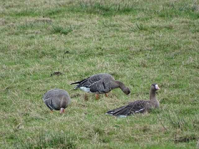 耳曼的交易 耳曼的交易