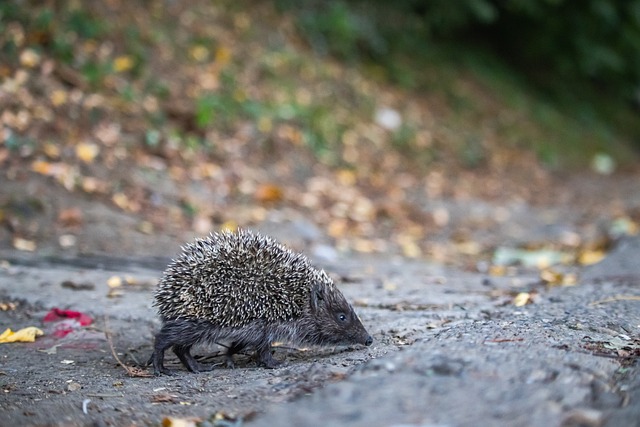 而莱比锡R 而莱比锡R